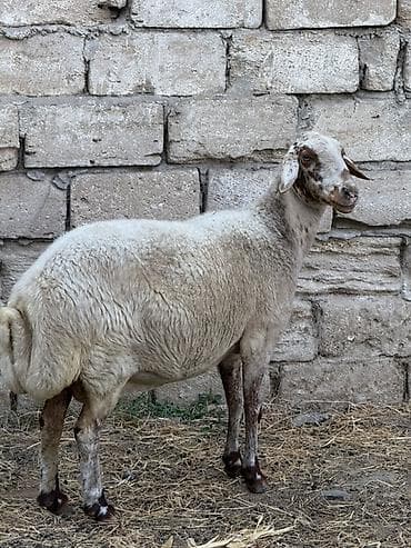 cins it: Satılır — 4