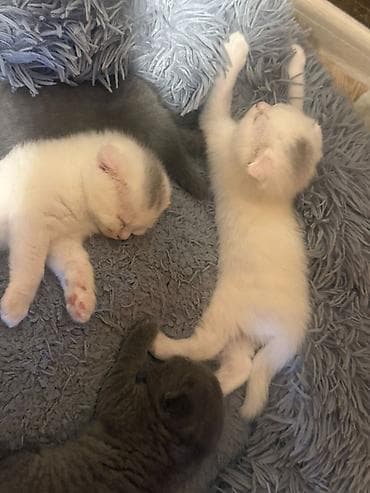 lalafo pisik: Şotland yastı qulaq — 3