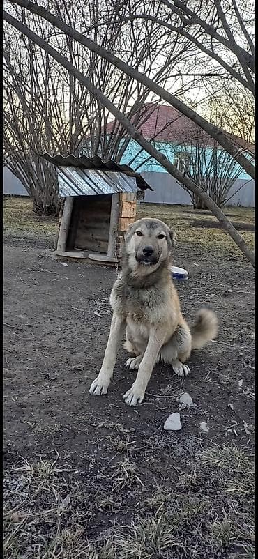 serebrist toyuqlar satılır: Qafqaz çoban iti, 2 il, Erkek — 1