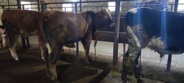 cins ineklerin satisi: Satlıq buzovlar və dana­lar - Cinslər: qarışıq – alaca (qara-ağ) — 2