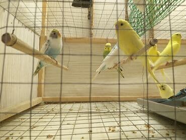 купить аквариум в баку: Topdan 10 manat qiymət sondu — 14