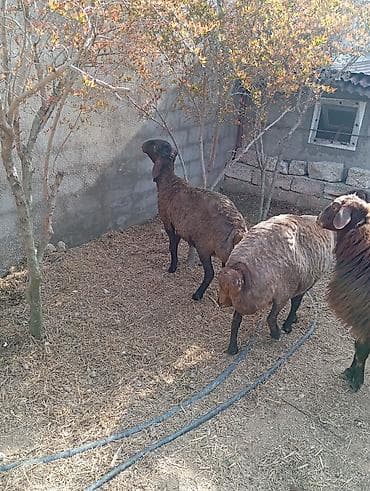 canavar balasi satilir: Dişi, Qala, il: 2, 90 kq, Damazlıq, Ünvandan götürmə — 8