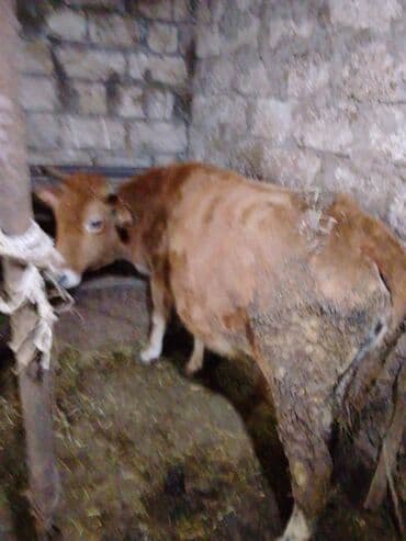 Kənd təsərrüfatı quşları: Mal-qara – inək - Yerli cinsə yaxın, qəhvəyi rəngdə inək - Sağım və — 4