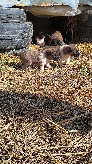 azerbaycanca at adları: Qafqaz çoban iti — 5