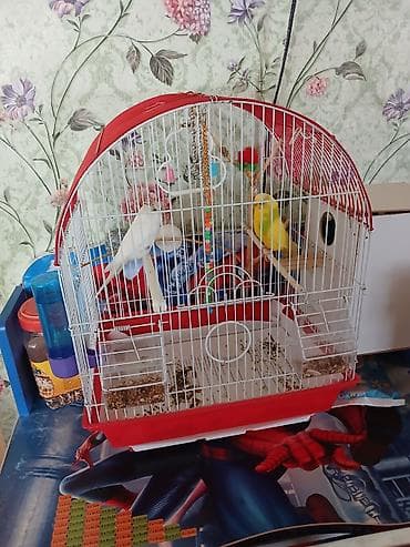 3 ədəd quş Biri kürt otrub hamsı Satılır