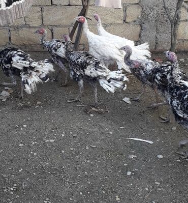 hindüşka: Erkək, Amerika, Kanada, Damazlıq, Ünvandan götürmə — 1