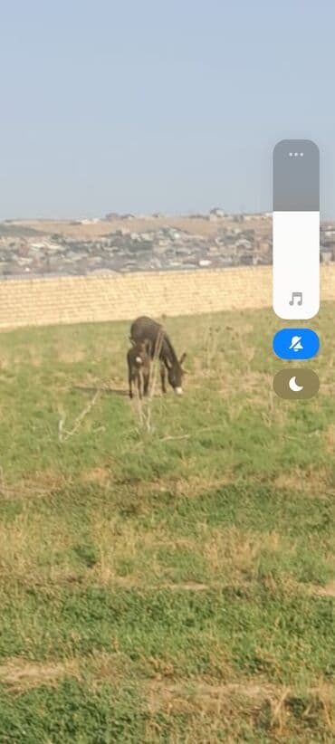 eşşək şəkilləri: Uzun qulaq südü satılır 100 qırami 10 azn — 2