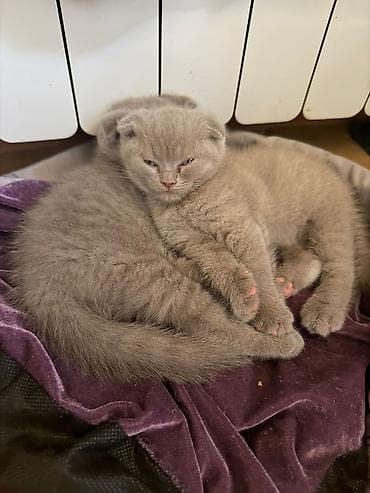 pişik boyunbağı: Şotland — 7