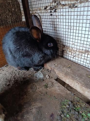 Сельхоз птицы: Saglam heyvanlardi bir erkey iki disidi istesen maraqlana biler — 4