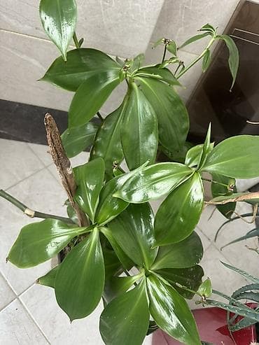 otaq gulleri: Indoor tropik dekorativ bitki – parlaq yaşıl, iri, elliptik — 2