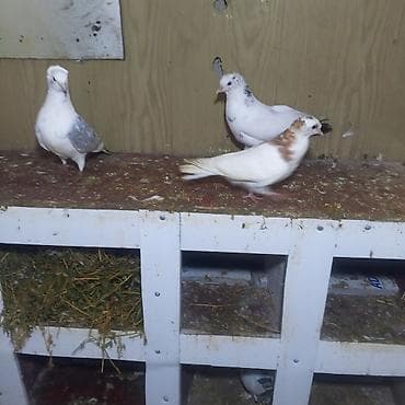 xaski balası: Göyerçinlər balaların biri 5.manatada var hazır cütlərdə var — 1