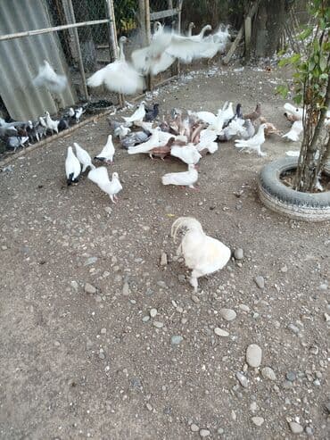 donuz balası: Məhsul: Ev quşları üçün müxtəlif cins və rəngdə göyərçin sürüsü kom200 — 9