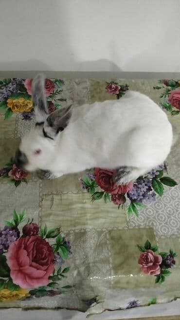 velikan dovşanlar: Kaliforniya dovşanlar Bir erkek Bir dişi tam saqlam heyvanlardı cüt — 4