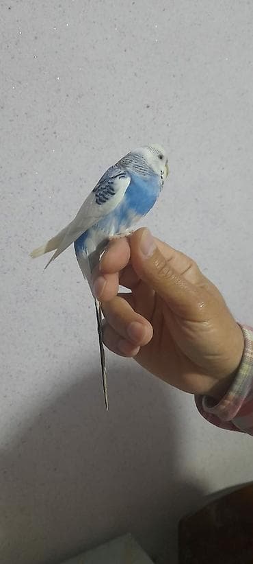 qus sesleri: Ələ öyrəşmiş quşdu kim isdese videolarinida ataram baxar — 8