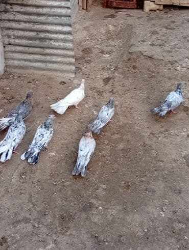 bugda qiymeti: 7 ədəd əbrəş təcili qiyməti hamısına ayitdi — 4