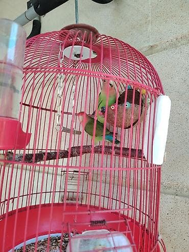 quş: Məhsul: Qırmızı asma quş qəfəsi aksesuarlar, 1 cut popuqaylar lovebird — 3