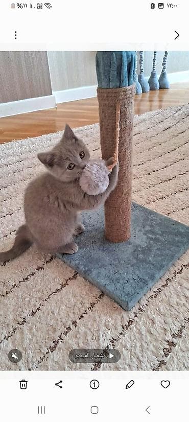 ev dizaynlari: Şotland — 3