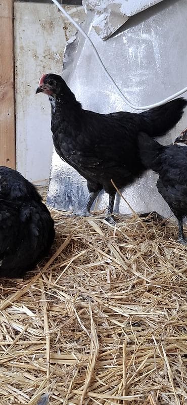 çüçə: Toyuq cücələri, Damazlıq — 4