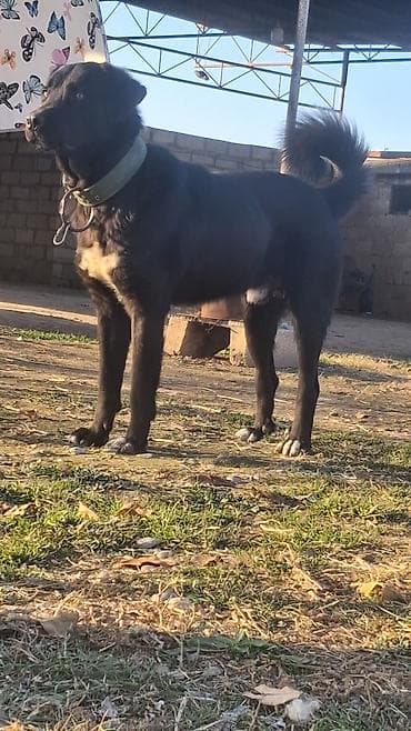 Qurdbasar, 1 il, Erkek, Peyvəndli, Ödənişli çatdırılma, Rayonlara çatdırılma, Ünvandan götürmə