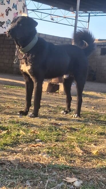 heyvanlar: Qurdbasar, 1 il, Erkek, Peyvəndli, Ünvandan götürmə, Ödənişli çatdırılma, Rayonlara çatdırılma — 1