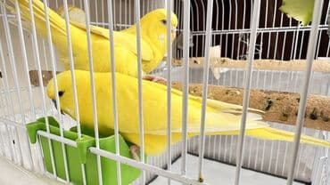 Sarı Tutuquşu Cexlər 3 yaşları var cütddülər 1 dəfə yumurtayıb bala lalafo.az -da Sarı Tutuquşu Cexlər 3 yaşları var cütddülər 1 dəfə yumurtayıb bala