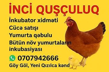 Ordek ve to
Ünvan: Göy Göl, Yeni Qızılca kənd lalafo.az -da Ordek ve to
Ünvan: Göy Göl, Yeni Qızılca kənd