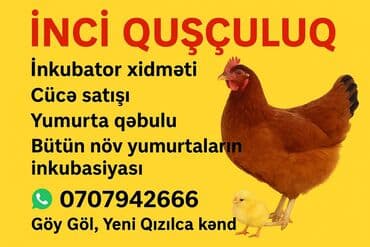 cucələrin satışı: İNCI QUŞÇULUQ – quşçuluq xidməti və məhsulları Təkliflər: - İnkubator — 1