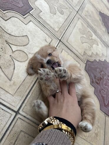 balaca it ucuz: Pekines, 2 ay, Peyvəndli — 5