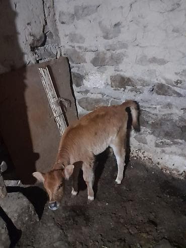 mal qara qusar: Mal-qara – inək və buzov - Növ: yerli cins mal-qara - Tərkib: ana — 2