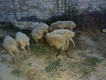 Qoyunlar, qoçlar: 10 baş orta yaş qoyunlar satılır — 3