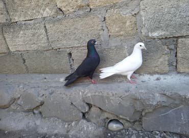 2 bala 1 dənə zil qara 16 tük .qiymət 3 -nə lalafo.az -da 2 bala 1 dənə zil qara 16 tük .qiymət 3 -nə