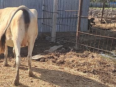kənd colpası satışı: Dişi, il: 6, 150 kq, Südlük, Ödənişli çatdırılma — 2