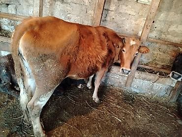 holstein inek: Dişi, il: 2, 245 kq, Damazlıq, Südlük, Ətlik — 2
