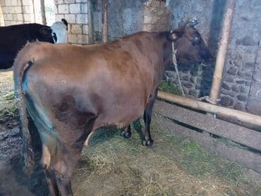 Salam Aleykum 4 cü qarnı doğacaq 9 cu ayındadı 24 25 litir südü olur lalafo.az -da Salam Aleykum 4 cü qarnı doğacaq 9 cu ayındadı 24 25 litir südü olur