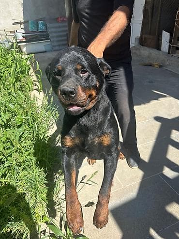 heyvan bazari: Rotveyler, 1 il, Erkek, Peyvəndli — 3