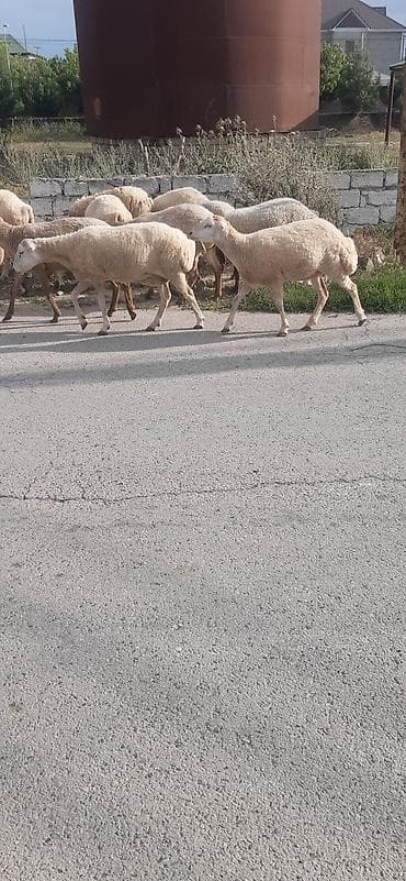 tap.az heyvanlar quba: Salam 12 qoyun 1 qoç hamısı cavan və sağlam heyvanlardı əksəriyyəti — 2