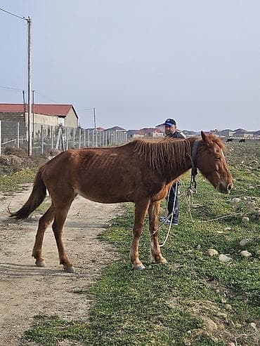 at şekilleri: At dişidi 5 yaşi var bidefe bala verib mende otlax yerim olmadiqina — 4