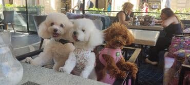 toy budel: Pudel, 3 ay, Erkek, Peyvəndli, Ünvandan götürmə — 10