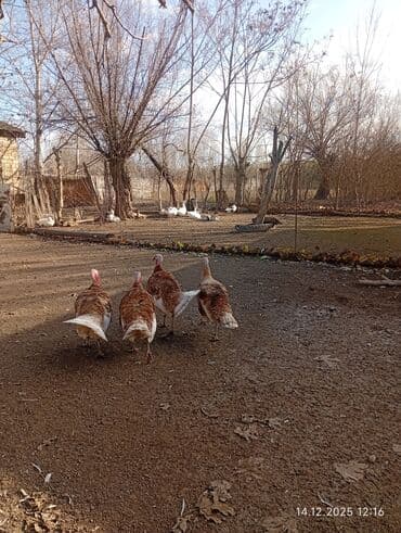 erkey danalar: Erkək, Amerika, Ətlik, Ünvandan götürmə — 2