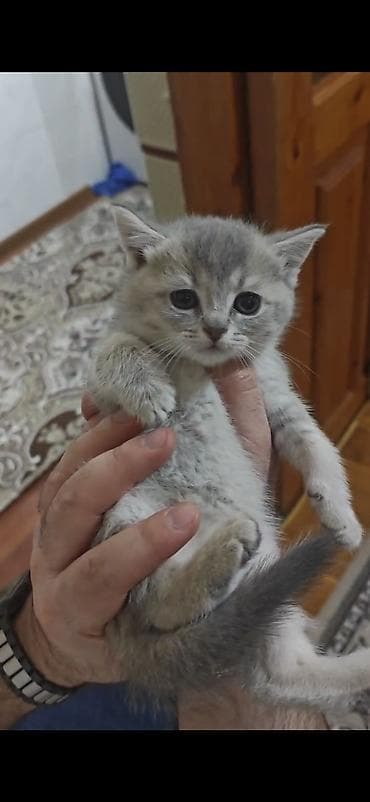 pomeranian spitz satisi: Erkək, Dişi — 5