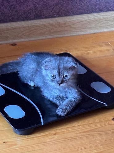 британские котята купить: Британская — 3