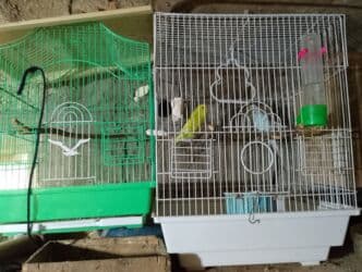 попугай ара цена: Salam bala cavan qusdardi isimle əlaqeli yeni teze duzeldim baxan — 8