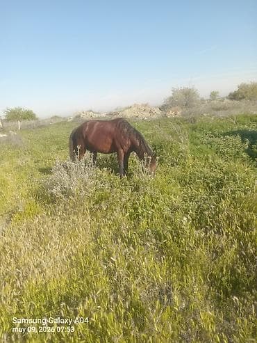 pony atlar: Erkək, il: 5, Ünvandan götürmə — 3