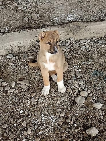 купить британская шиншилла: Самка, Самовывоз — 1