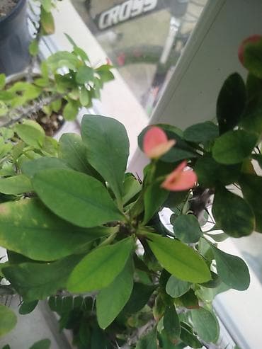 peygember ciceyi: Daxili və balkon yaşıllaşdırılması üçün saksı sukulent/kaktus — 2