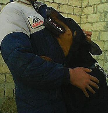 doberman satisi: Doberman, 9 ay, Erkek — 10