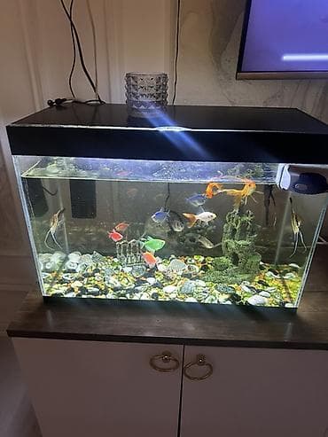 akvarium baki: Akvaryum dəsti - Şüşə akvaryum, düzbucaqlı forma, yuxarıdan qapalı — 1