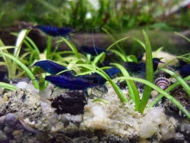 betta balıq: Sülhsevər, Rayonlara çatdırılma, Ünvandan götürmə, Ödənişli çatdırılma — 3