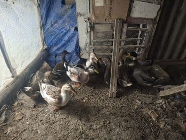 ağdam xoruzu gence: Самец, Для разведения — 1