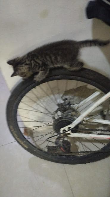 1 azn pişik: 2 ayliq bala pisik sahiplendirilir,ev şəraitində saxlanilib, süddən — 4